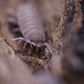 Powder Blue Isopods (Porcellionides pruinosus) - IHEARTBUGS, INC.