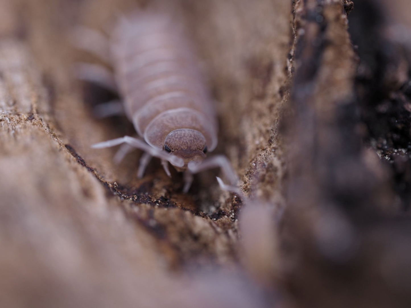 Powder Blue Isopods (Porcellionides pruinosus) - IHEARTBUGS, INC.