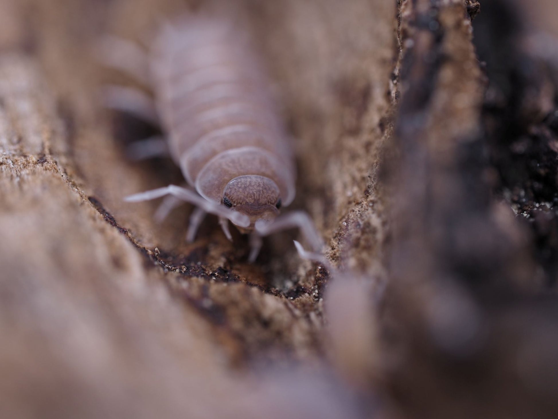 Powder Blue Isopods (Porcellionides pruinosus) - IHEARTBUGS, INC.
