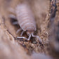 Powder Blue Isopods (Porcellionides pruinosus) - IHEARTBUGS, INC.