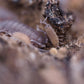 Powder Blue Isopods (Porcellionides pruinosus) - IHEARTBUGS, INC.