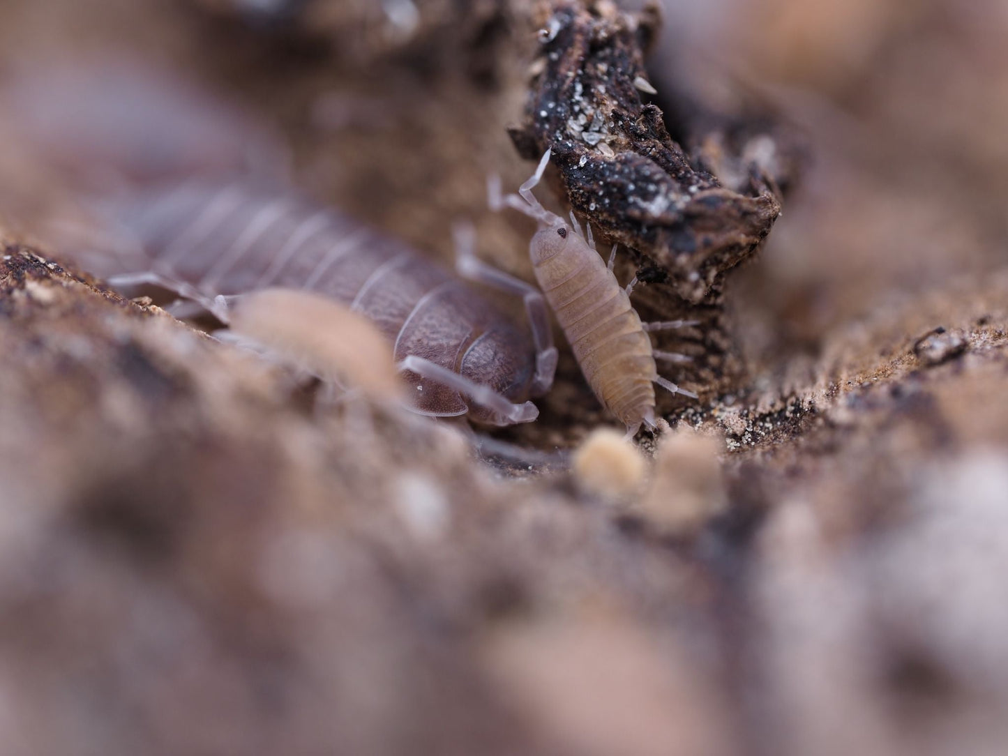 Powder Blue Isopods (Porcellionides pruinosus) - IHEARTBUGS, INC.