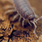Powder Blue Isopods (Porcellionides pruinosus) - IHEARTBUGS, INC.