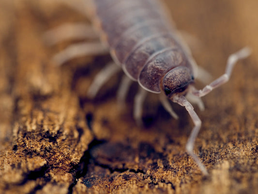 Powder Blue Isopods (Porcellionides pruinosus) - IHEARTBUGS, INC.