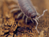 Powder Blue Isopods (Porcellionides pruinosus) - IHEARTBUGS, INC.