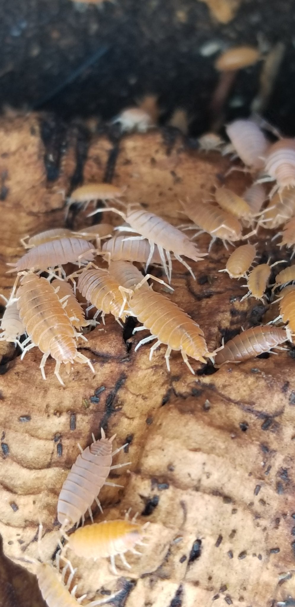 Powder Orange Isopods (P. pruinosus) (May Contain Dwarf White) - 100 count - IHEARTBUGS, INC.