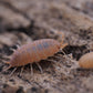 Powder Orange Isopods (Porcellionides pruinosus) - IHEARTBUGS, INC.