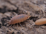 Powder Orange Isopods (Porcellionides pruinosus) - IHEARTBUGS, INC.