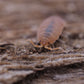 Powder Orange Isopods (Porcellionides pruinosus) - IHEARTBUGS, INC.