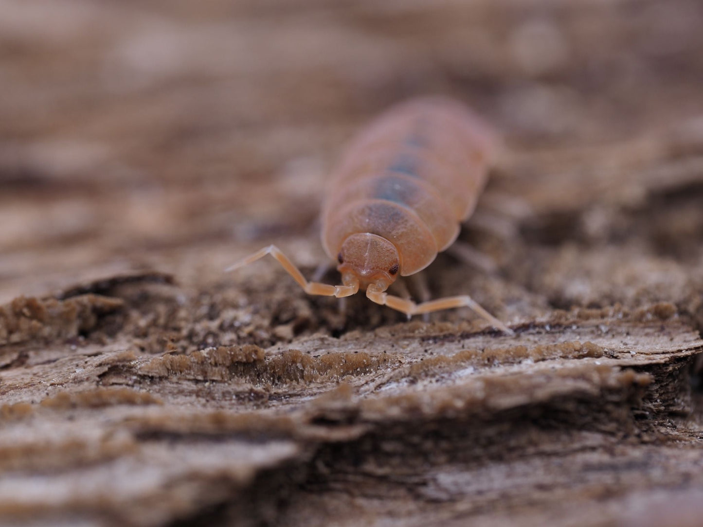 Powder Orange Isopods (Porcellionides pruinosus) - IHEARTBUGS, INC.