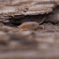 Powder Orange Isopods (Porcellionides pruinosus) - IHEARTBUGS, INC.