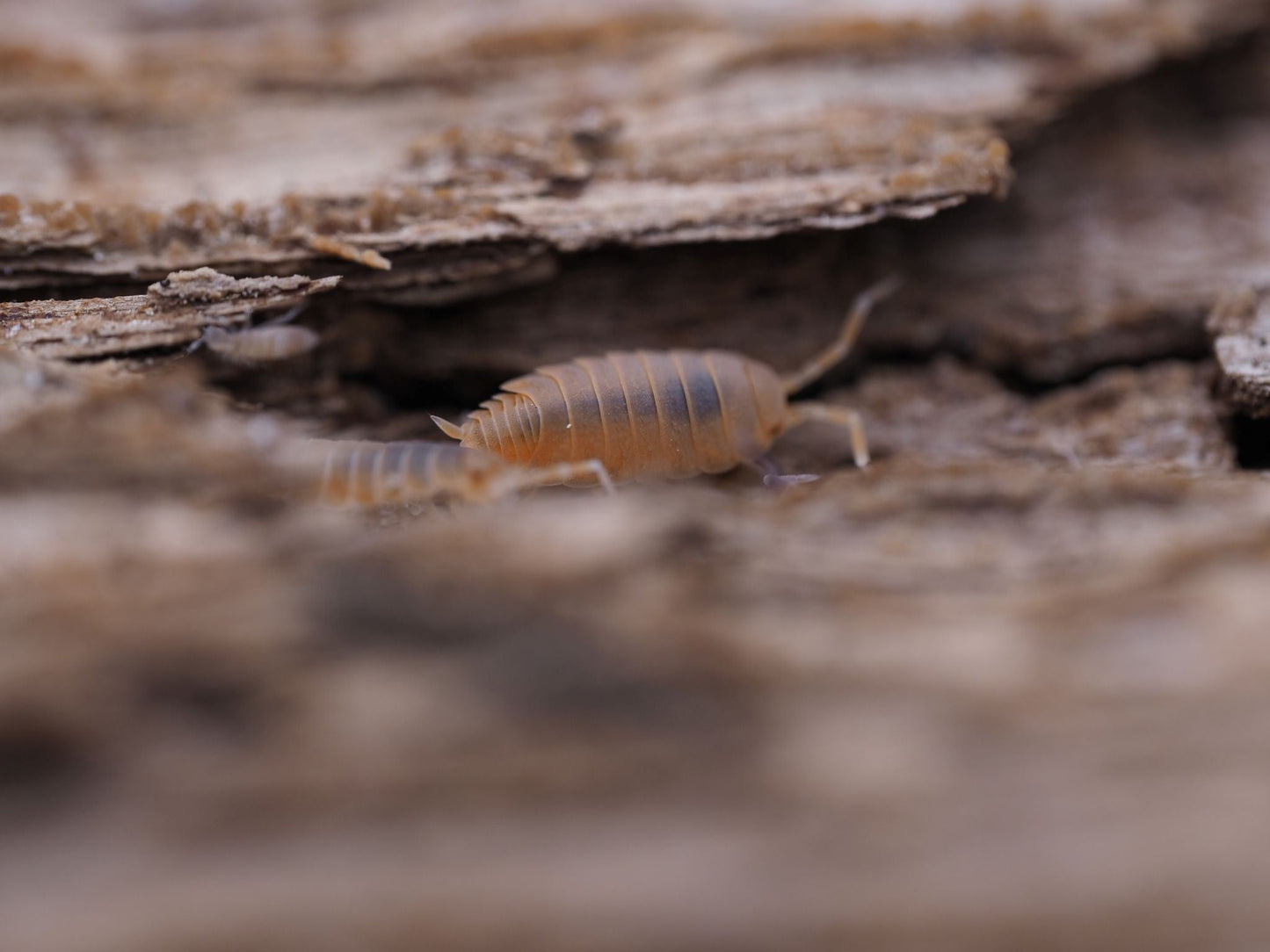 Powder Orange Isopods (Porcellionides pruinosus) - IHEARTBUGS, INC.