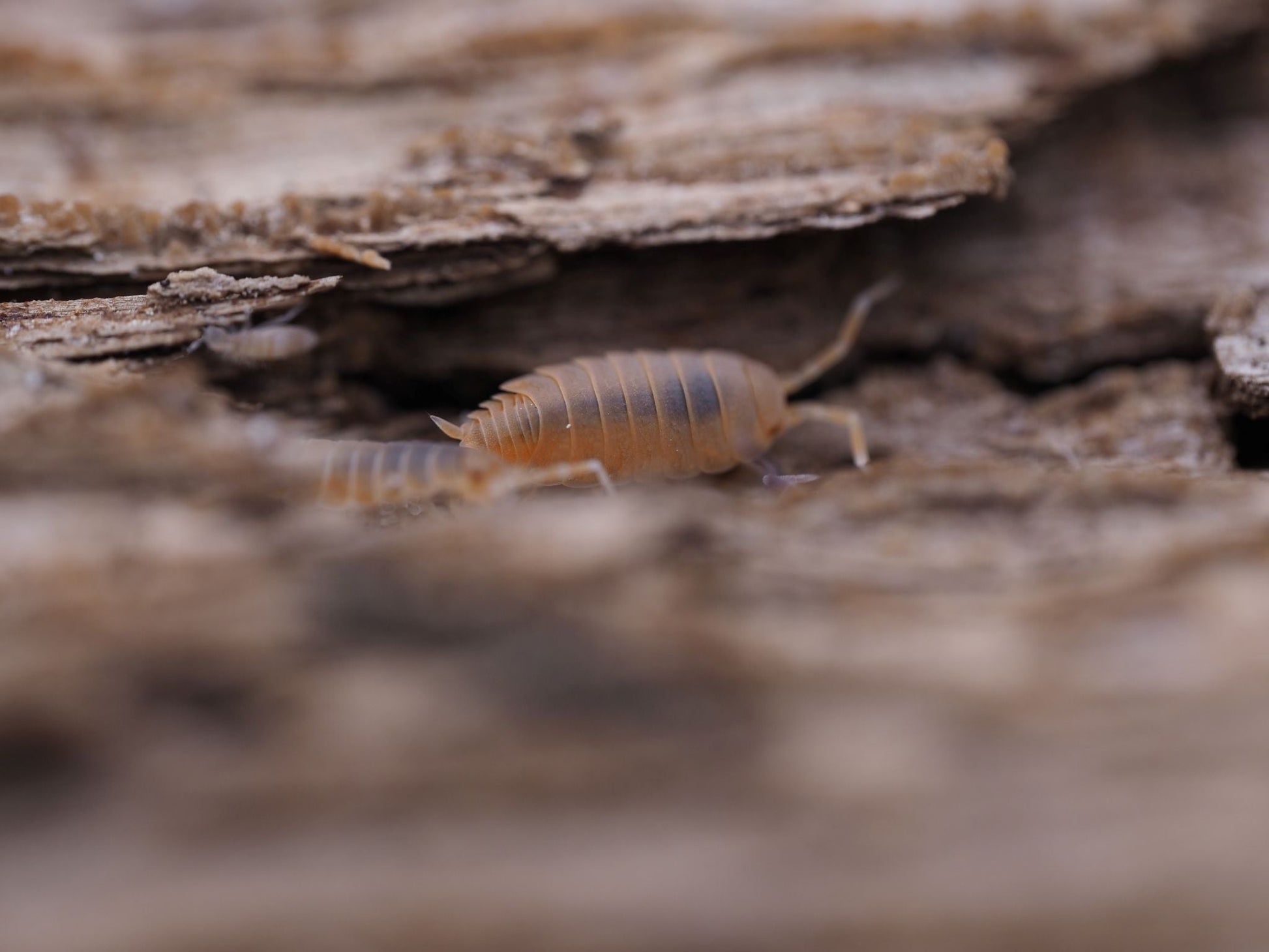 Powder Orange Isopods (Porcellionides pruinosus) - IHEARTBUGS, INC.