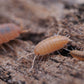 Powder Orange Isopods (Porcellionides pruinosus) - IHEARTBUGS, INC.
