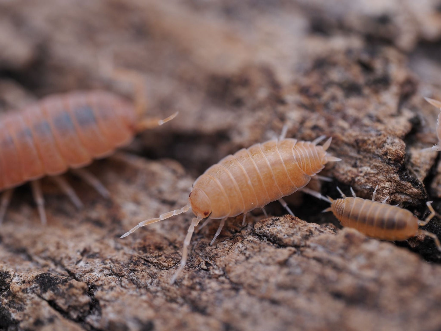 Powder Orange Isopods (Porcellionides pruinosus) - IHEARTBUGS, INC.