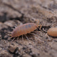 Powder Orange Isopods (Porcellionides pruinosus) - IHEARTBUGS, INC.
