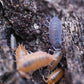 Powder Party Mix Isopods (Porcellionides pruinosus) - IHEARTBUGS, INC.