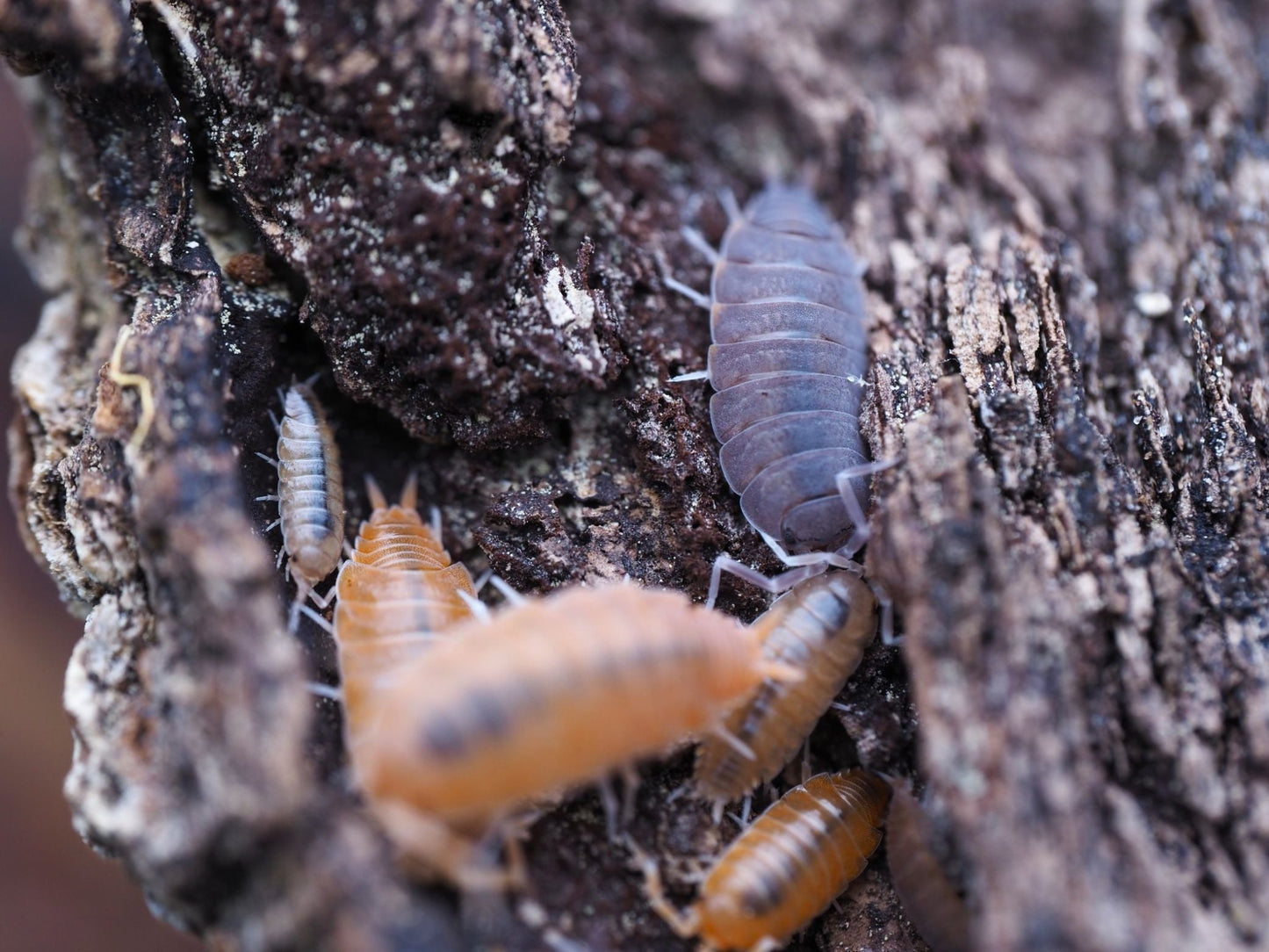 Powder Party Mix Isopods (Porcellionides pruinosus) - IHEARTBUGS, INC.