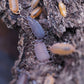Powder Party Mix Isopods (Porcellionides pruinosus) - IHEARTBUGS, INC.