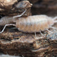 Powder Pink Isopods (Porcellionides pruinosus) - IHEARTBUGS, INC.