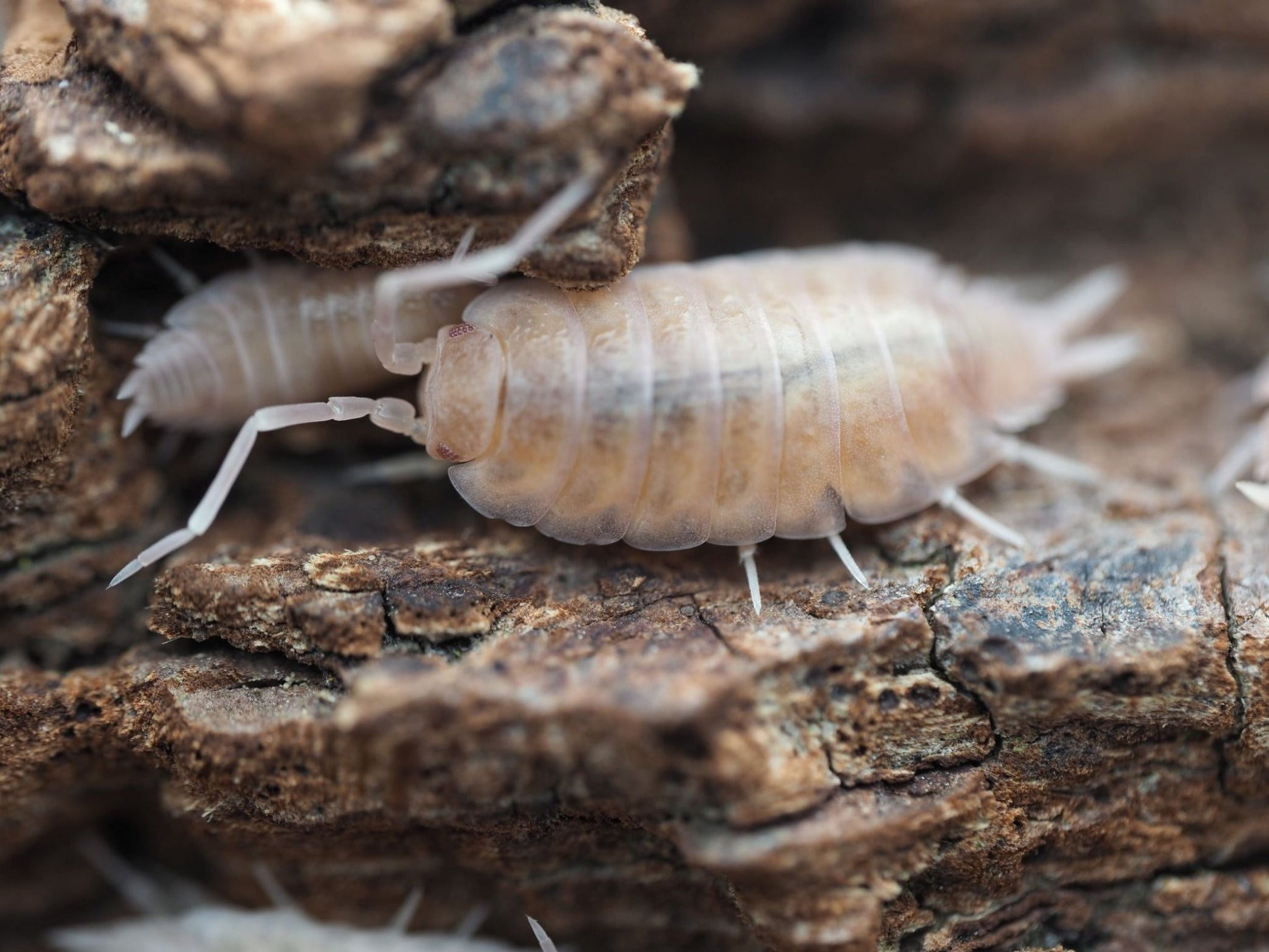 Powder Pink Isopods (Porcellionides pruinosus) - IHEARTBUGS, INC.