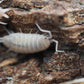 Powder Pink Isopods (Porcellionides pruinosus) - IHEARTBUGS, INC.