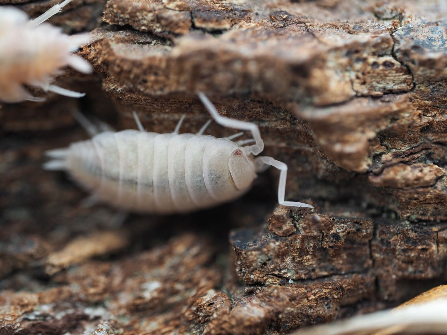 Powder Pink Isopods (Porcellionides pruinosus) - IHEARTBUGS, INC.