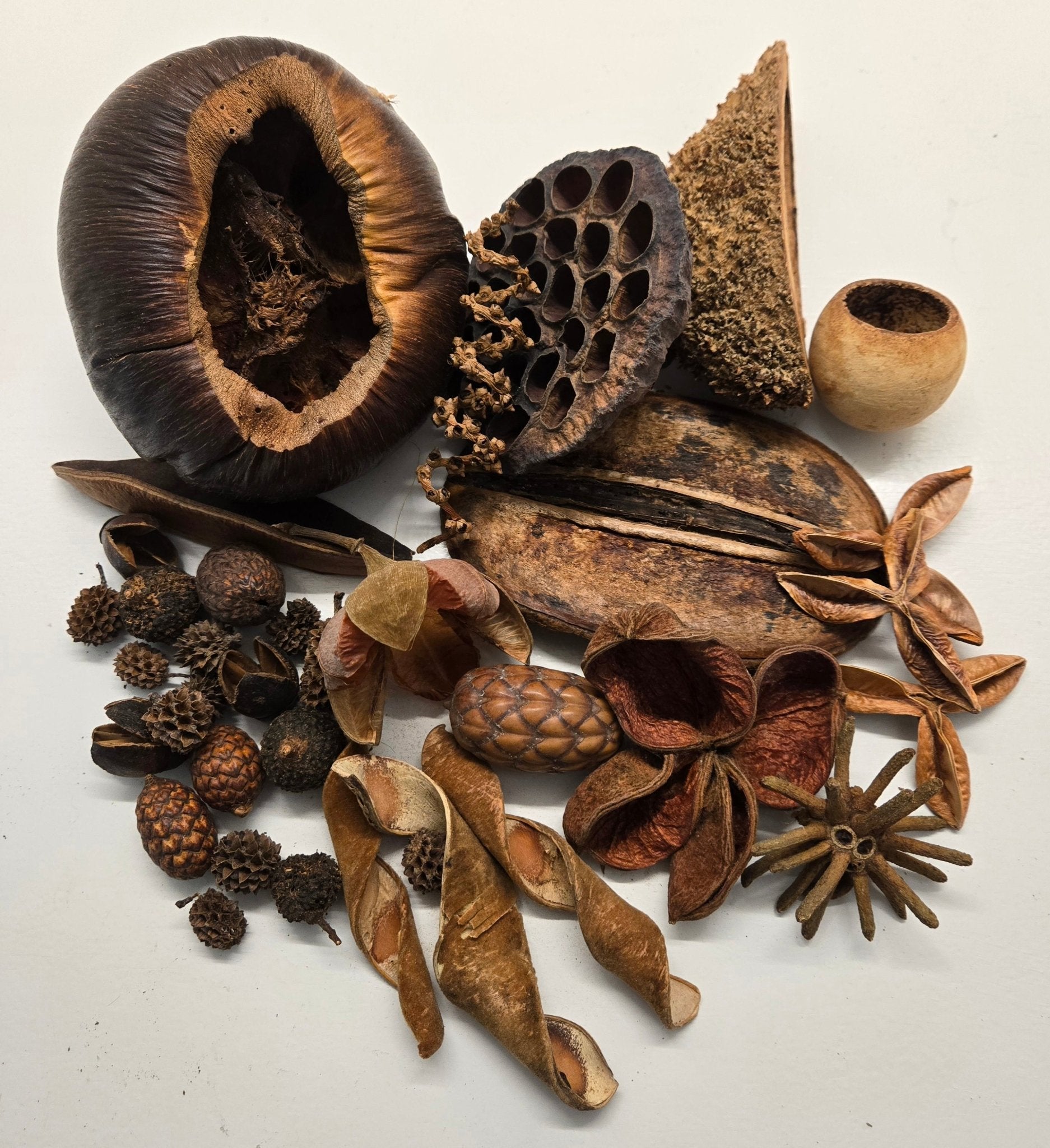 The I Heart Bugs Premium 36-Piece Assorted Seed Pod Botanical Pack features dried botanical seed pods, including curled husks, lotus pods, and textured spheres in brown tones and intricate patterns displayed on a white background.