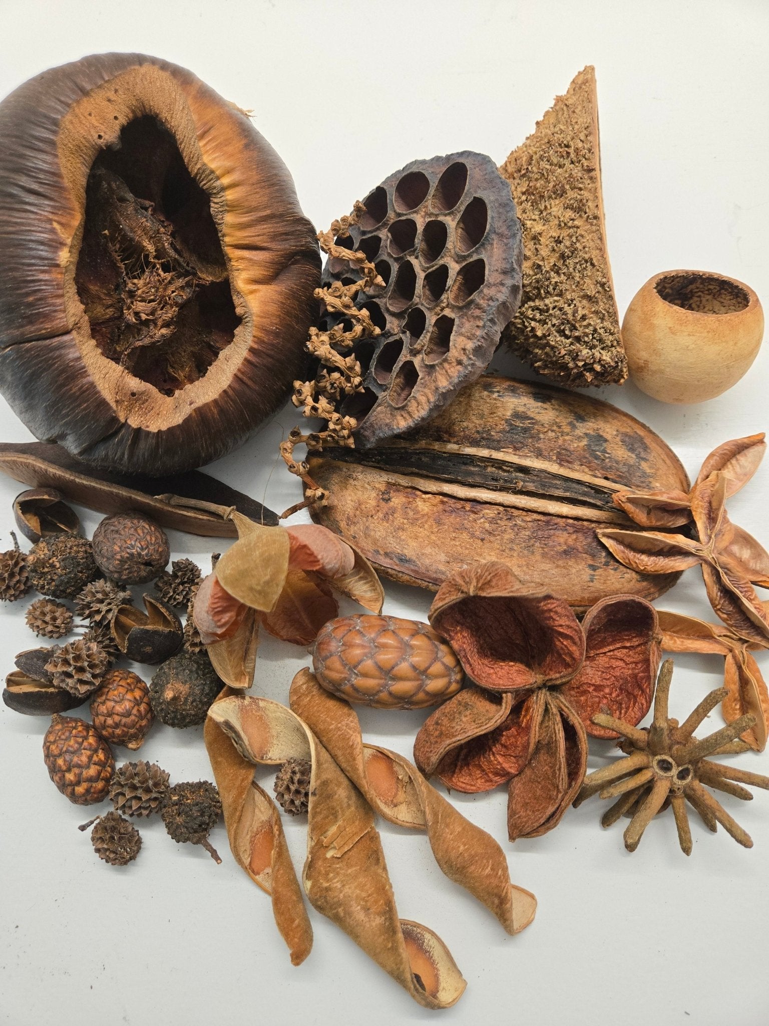 The I Heart Bugs Premium 36-Piece Assorted Seed Pod Botanical Pack features a variety of brown seed pods and plant materials in different shapes and textures, including round pods, spirals, flat disks, and a lotus pod with holes.