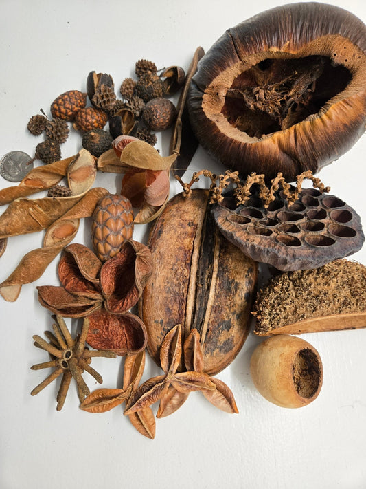 The I Heart Bugs Premium 36-Piece Assorted Seed Pod Botanical Pack features a mix of star-shaped, round, and elongated pods and nuts—perfect for natural decor or adding interest to a bioactive terrarium.