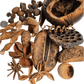 The I Heart Bugs Premium 36-Piece Assorted Seed Pod Botanical Pack features unique lotus pods, star anise, spirals, and round forms in earthy brown tones—perfect for striking natural decor on a white background.