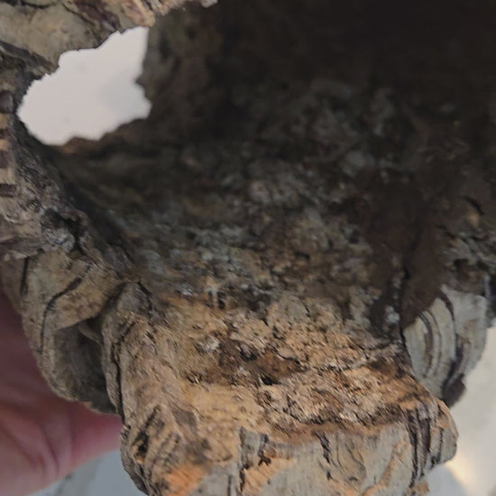 Video of cork bark tube in vivariums.