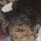 Video of cork bark tube in vivariums.