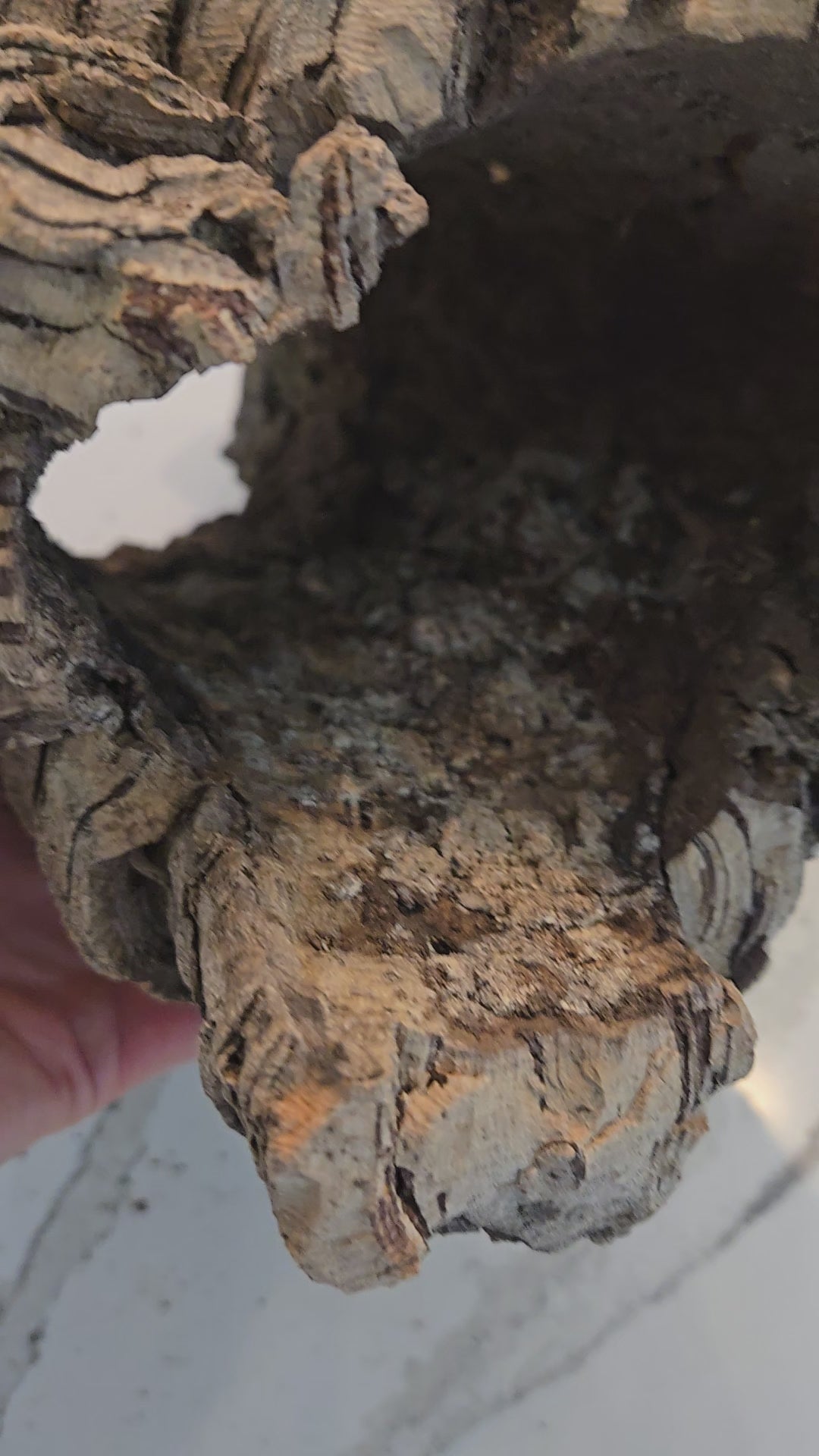 Video of cork bark tube in vivariums.