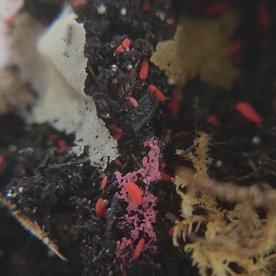 Video of red springtails eating fish food flakes and moving throughout the damp soil.