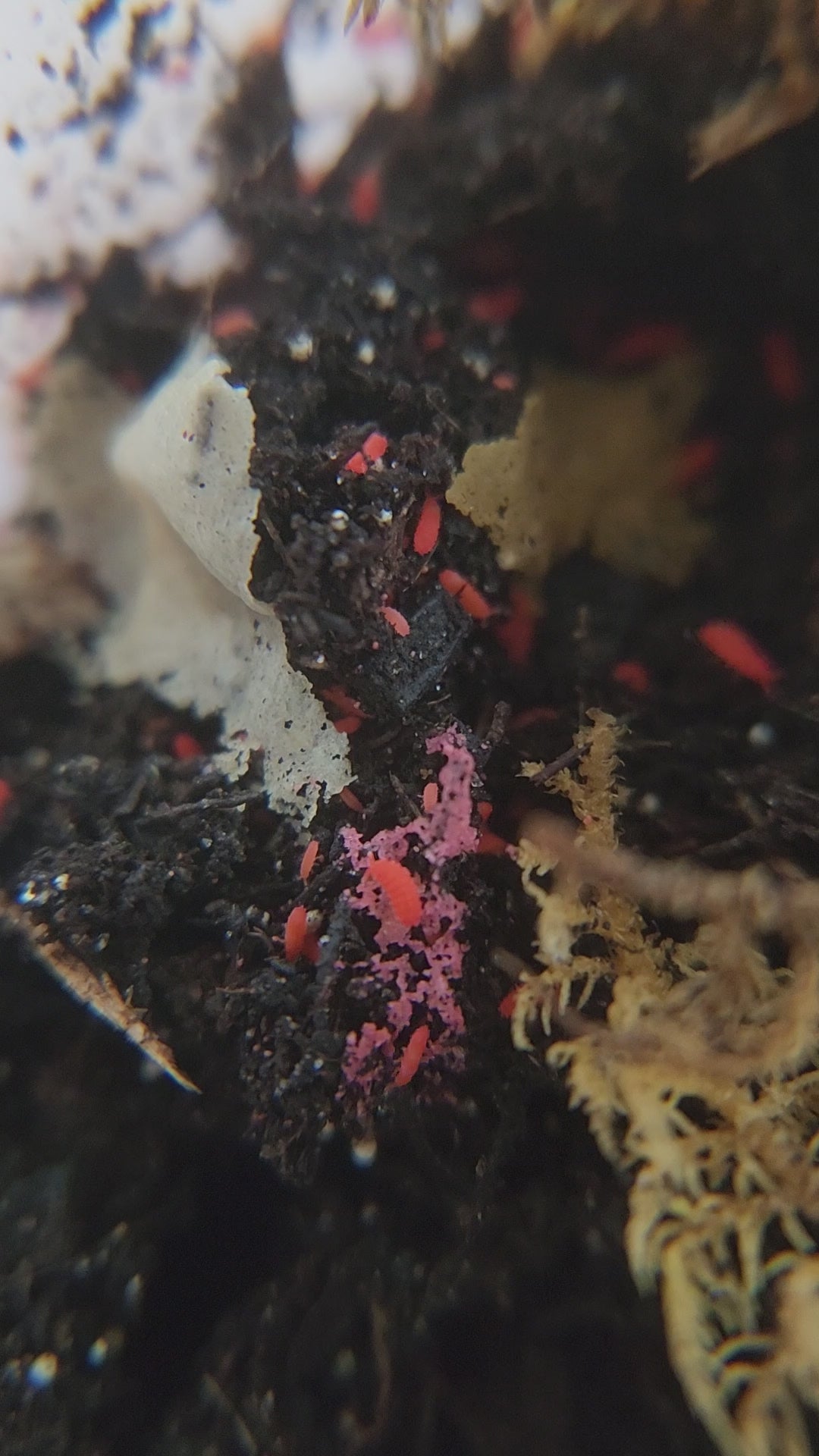 Video of red springtails eating fish food flakes and moving throughout the damp soil.