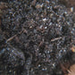 Cotton Springtails (Entomobrya unostrigata)