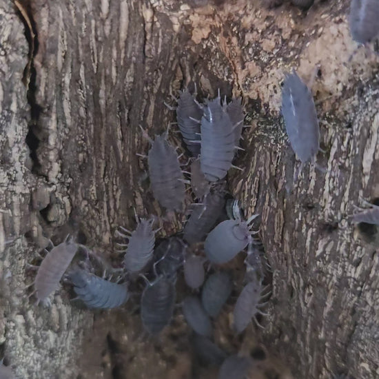 Video of blue cheap beginner isopods.