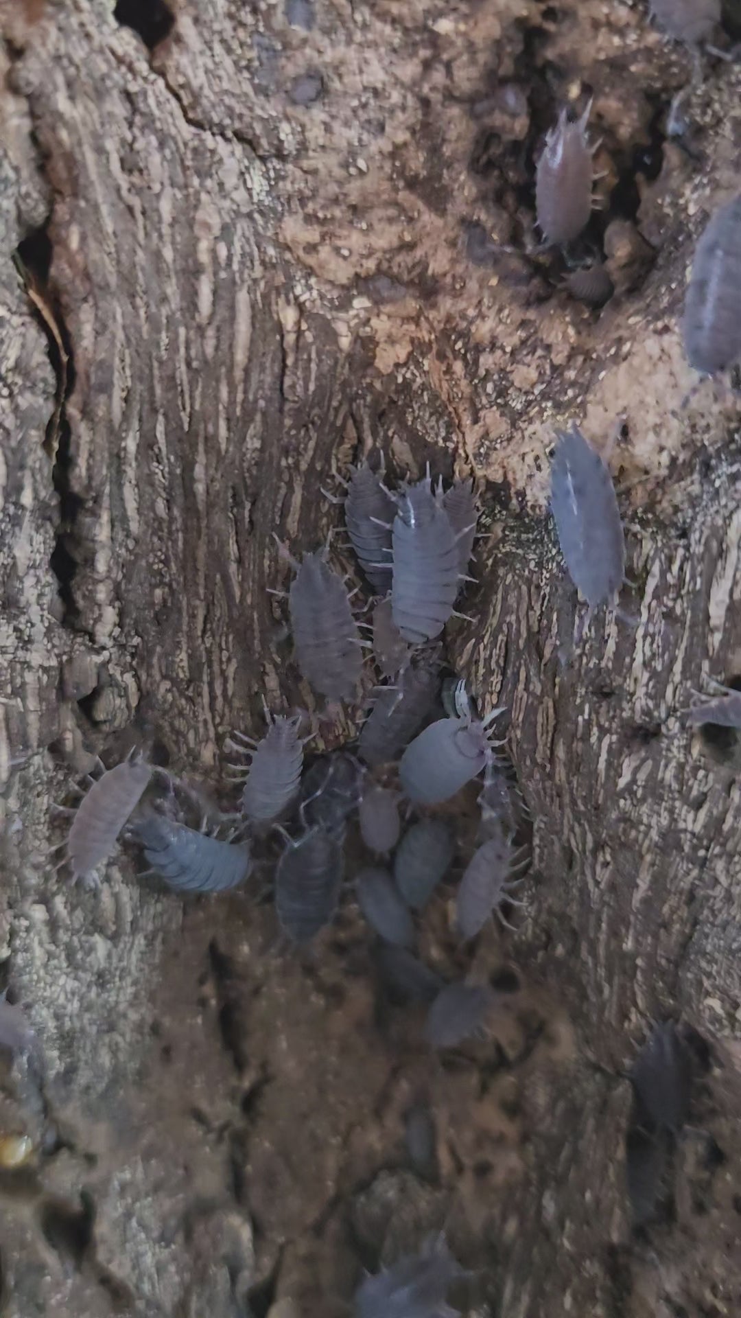 Video of blue cheap beginner isopods.