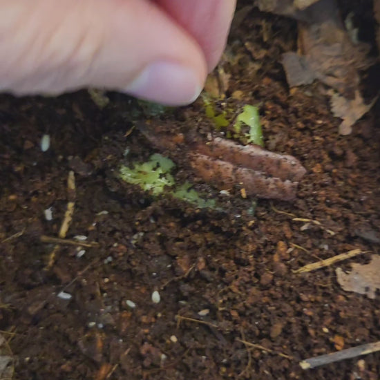 Video of dwarf white isopods in a terrarium.