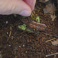 Video of dwarf white isopods in a terrarium.