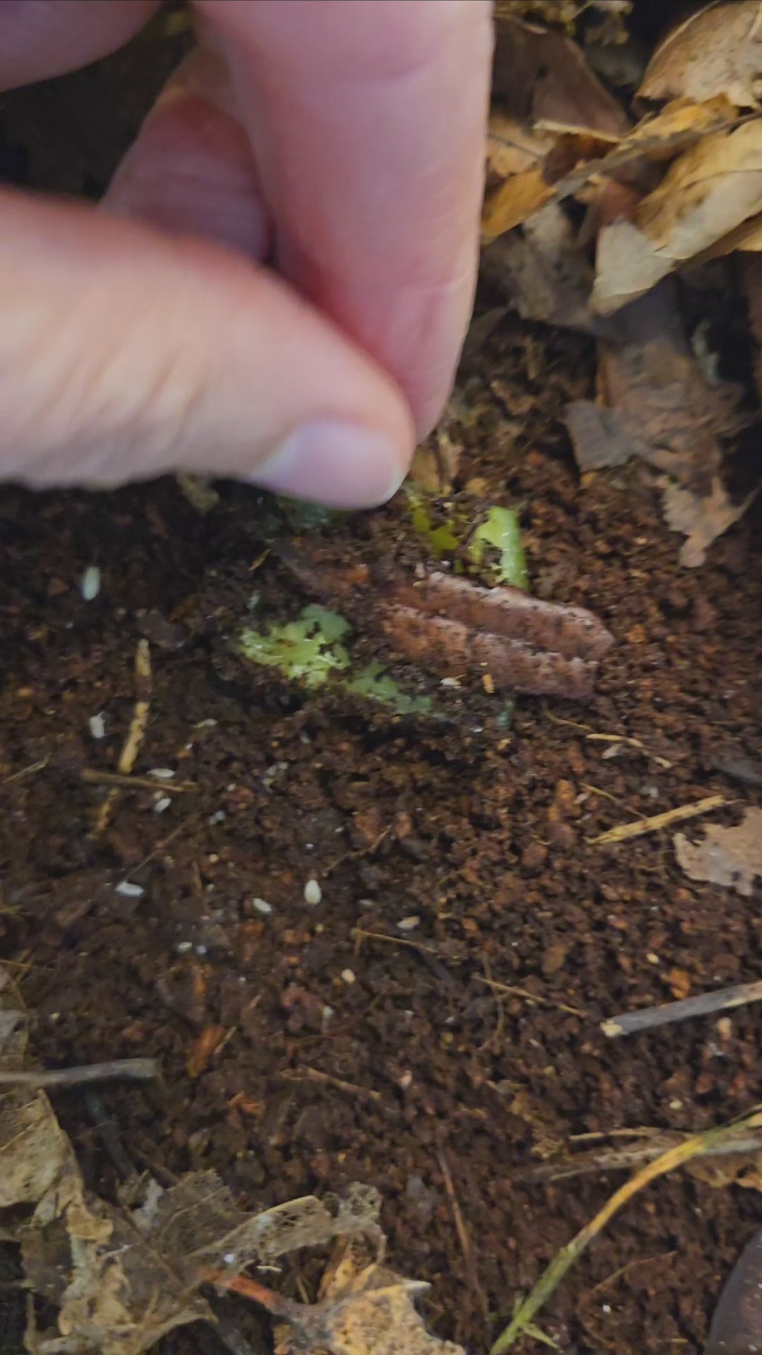 Video of dwarf white isopods in a terrarium.