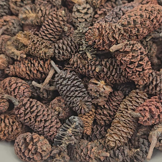 A pile of small brown Birch cones and some have stems.