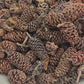 A pile of small brown Birch cones and some have stems.