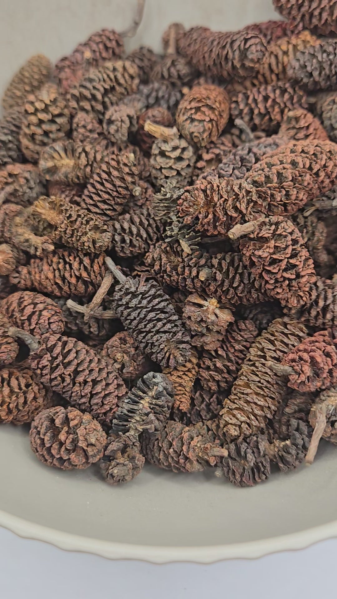 A pile of small brown Birch cones and some have stems.