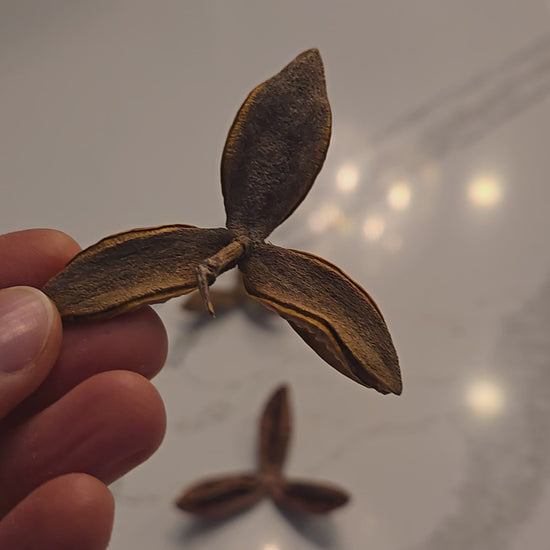 Video of seed pod uses.