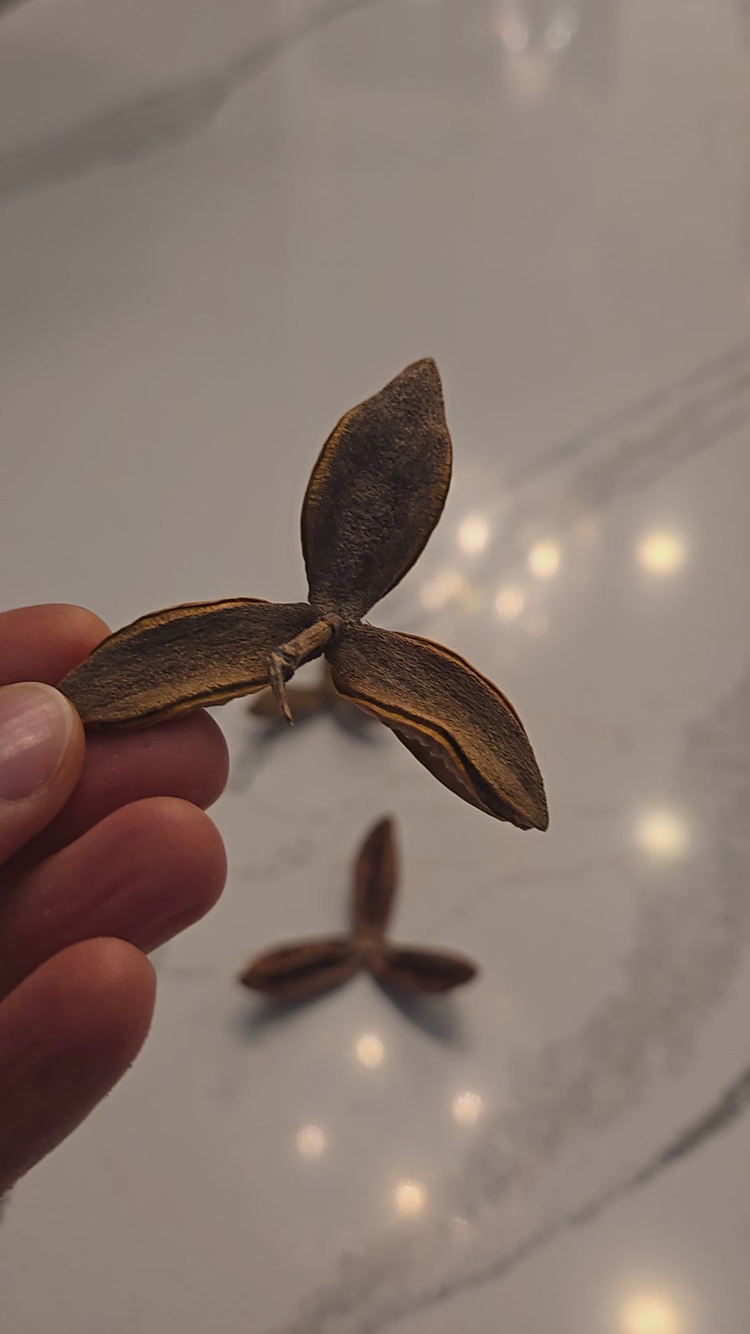 Video of seed pod uses.