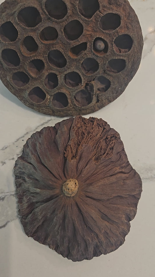 Imperfect Lotus Seed Pods