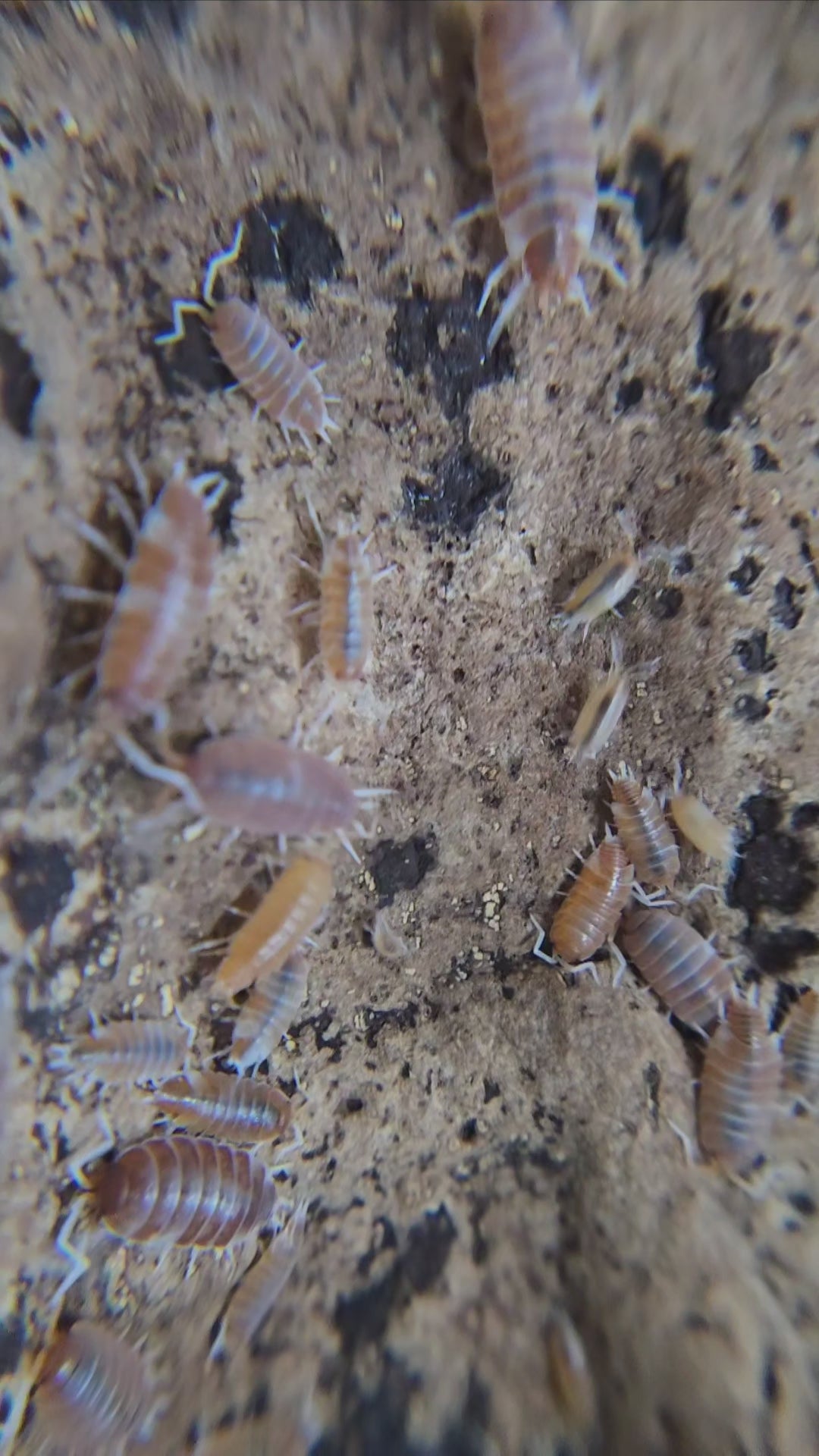 Video of Porcellionides pruinosus Red Koi isopods hiding under bark in a terrarium.