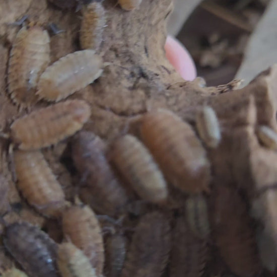 Video of Porcellio scaber Orin's Calico isopods in a terrarium.